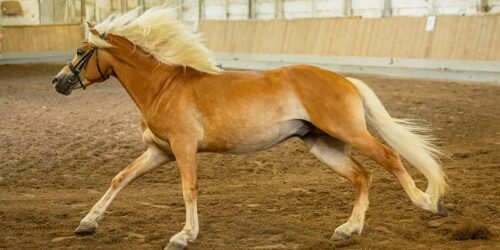 2025 - Haflinger im Training bei dem Thüringer Lehr-, Prüf- und Versuchsgut Buttelstedt Außenstelle Dornburg